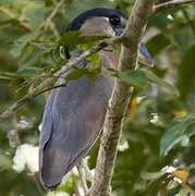 Boat-billed Heron