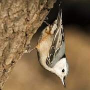 White-breasted Nuthatch