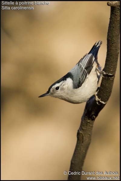 White-breasted Nuthatch