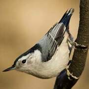 White-breasted Nuthatch