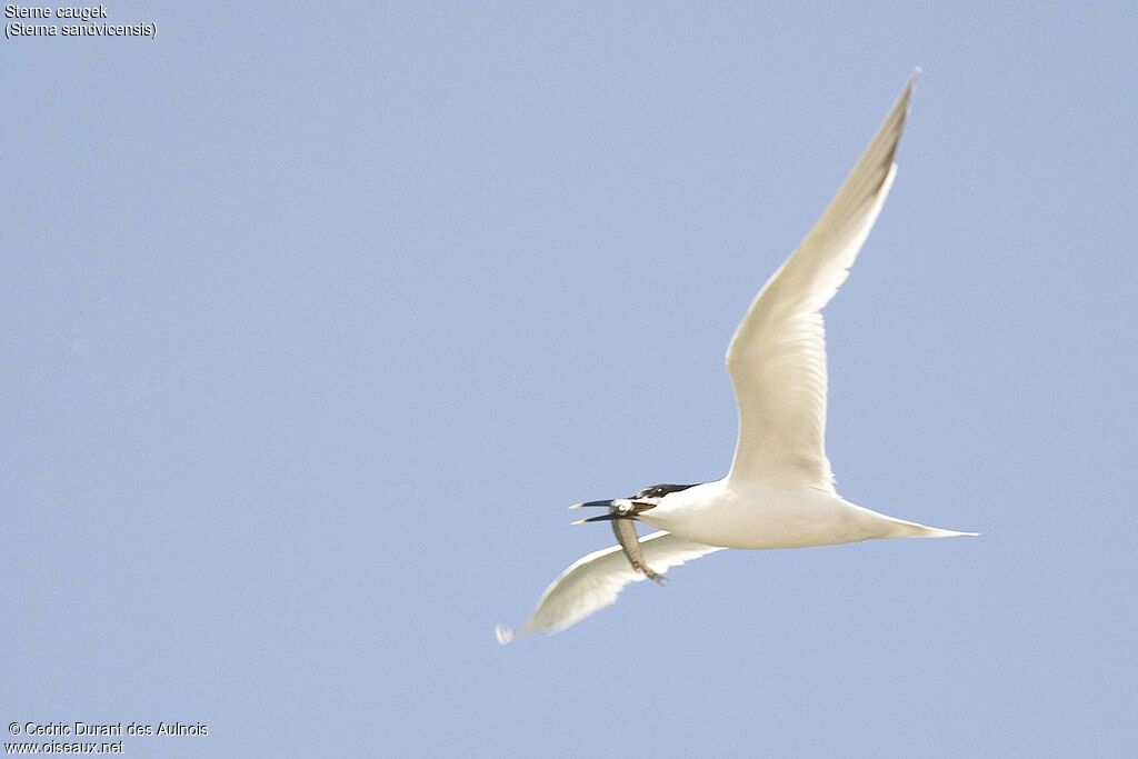 Sandwich Tern