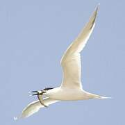 Sandwich Tern