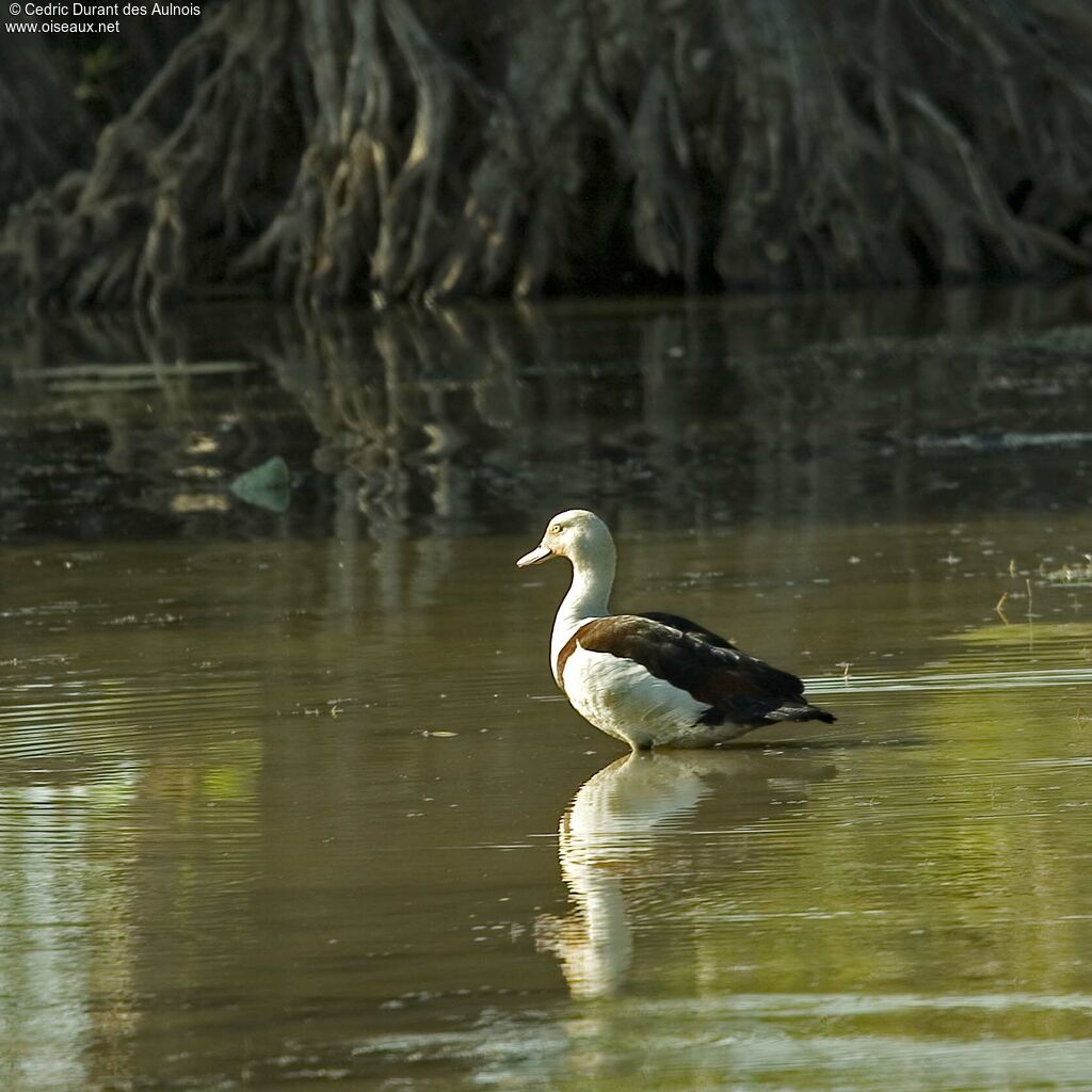 Raja Shelduck