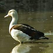 Radjah Shelduck