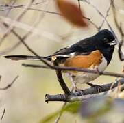 Eastern Towhee