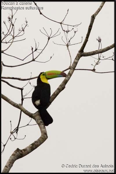 Keel-billed Toucan