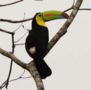 Keel-billed Toucan