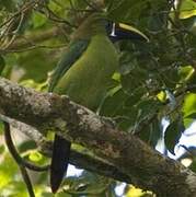 Toucanet émeraude