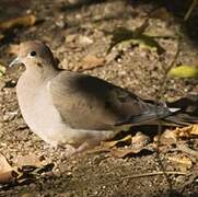 Mourning Dove