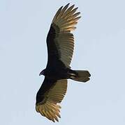 Turkey Vulture