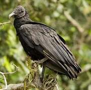 Black Vulture