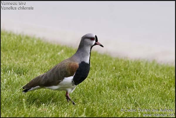 Southern Lapwing