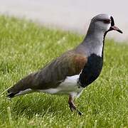 Southern Lapwing