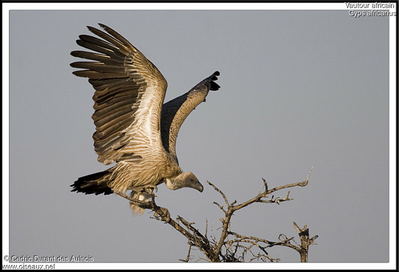 Vautour africain