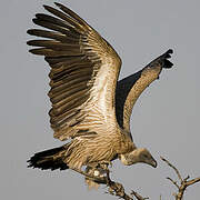 White-backed Vulture