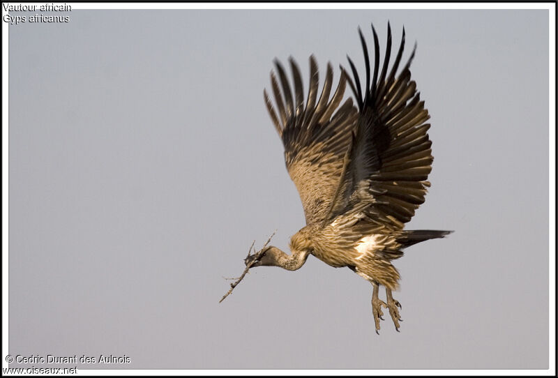 White-backed Vulture