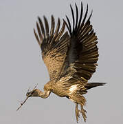 White-backed Vulture