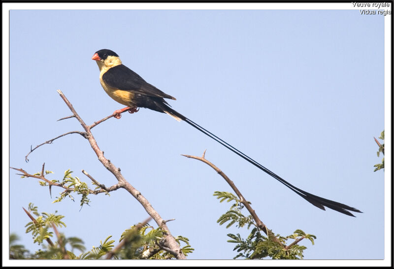 Shaft-tailed Whydah