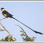 Shaft-tailed Whydah