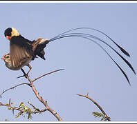 Shaft-tailed Whydah