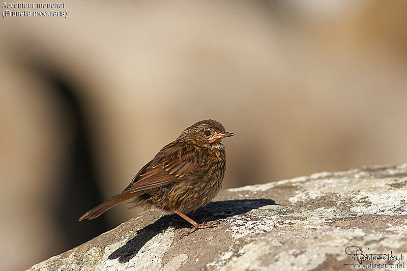 Dunnock