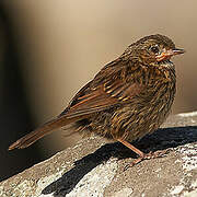 Dunnock