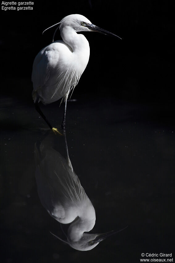 Aigrette garzetteadulte