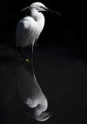 Little Egret