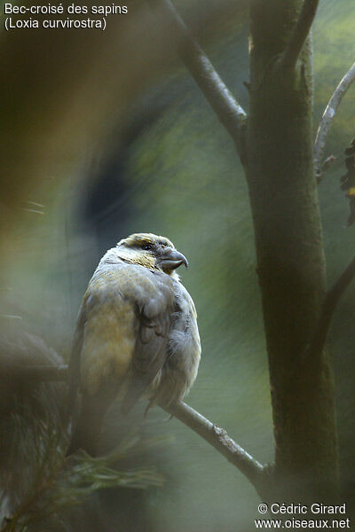 Red Crossbill