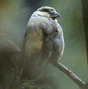 Red Crossbill