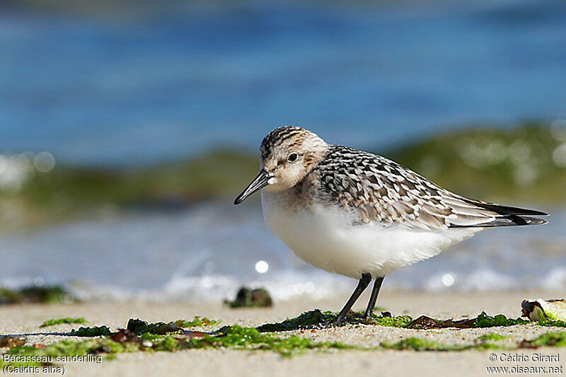 Sanderling