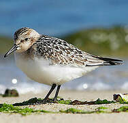 Bécasseau sanderling