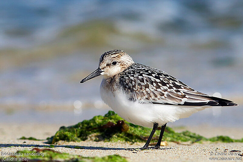 Sanderling