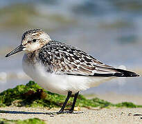 Sanderling