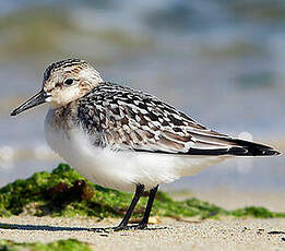 Bécasseau sanderling