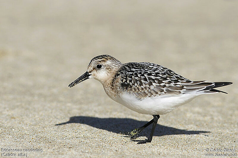 Sanderling