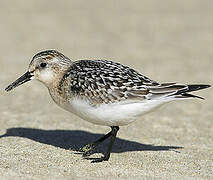 Bécasseau sanderling