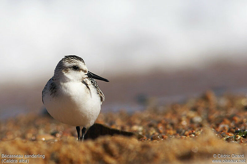 Sanderling