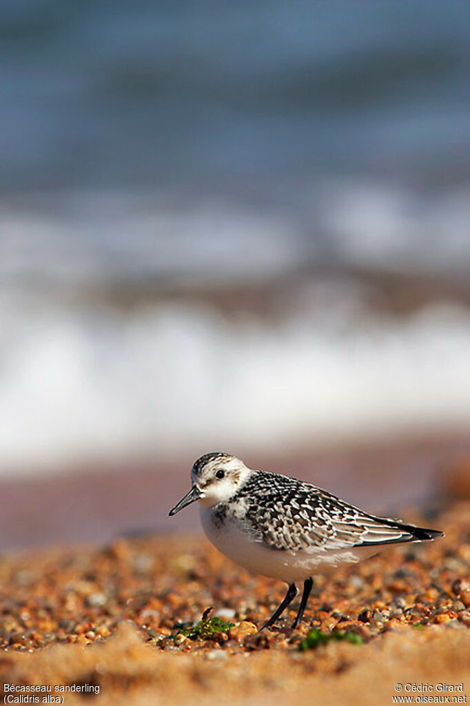 Sanderling