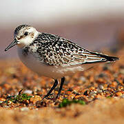 Bécasseau sanderling