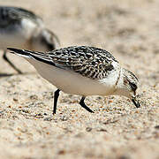 Bécasseau sanderling