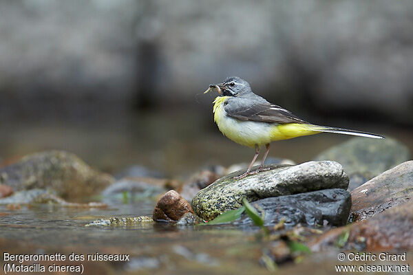 Grey Wagtail