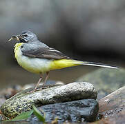 Grey Wagtail