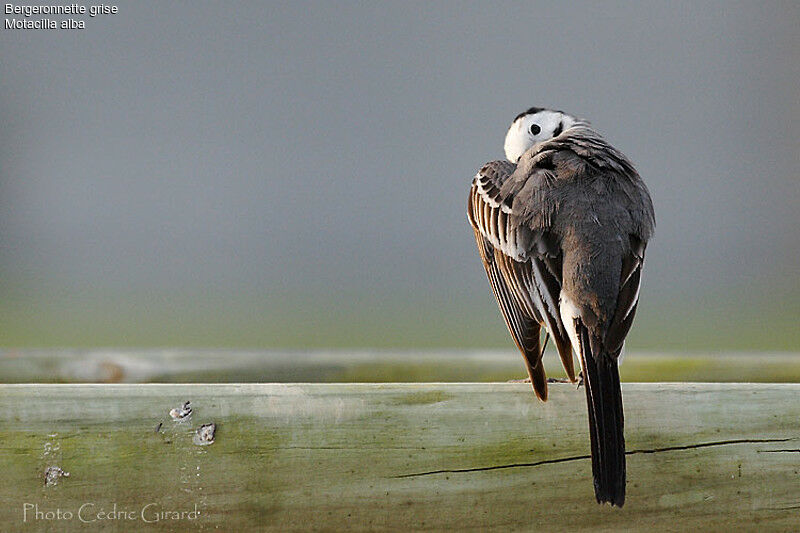 White Wagtail