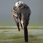 White Wagtail