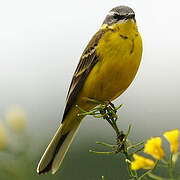 Western Yellow Wagtail