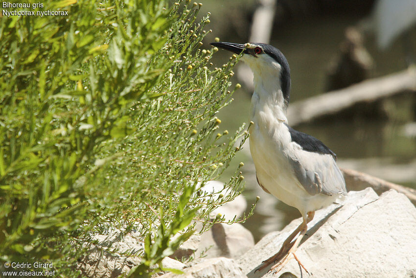 Black-crowned Night Heronadult