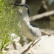 Black-crowned Night Heron