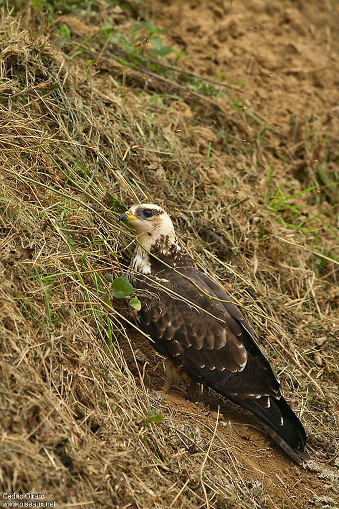 European Honey Buzzardjuvenile, fishing/hunting