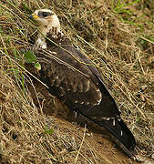 European Honey Buzzard